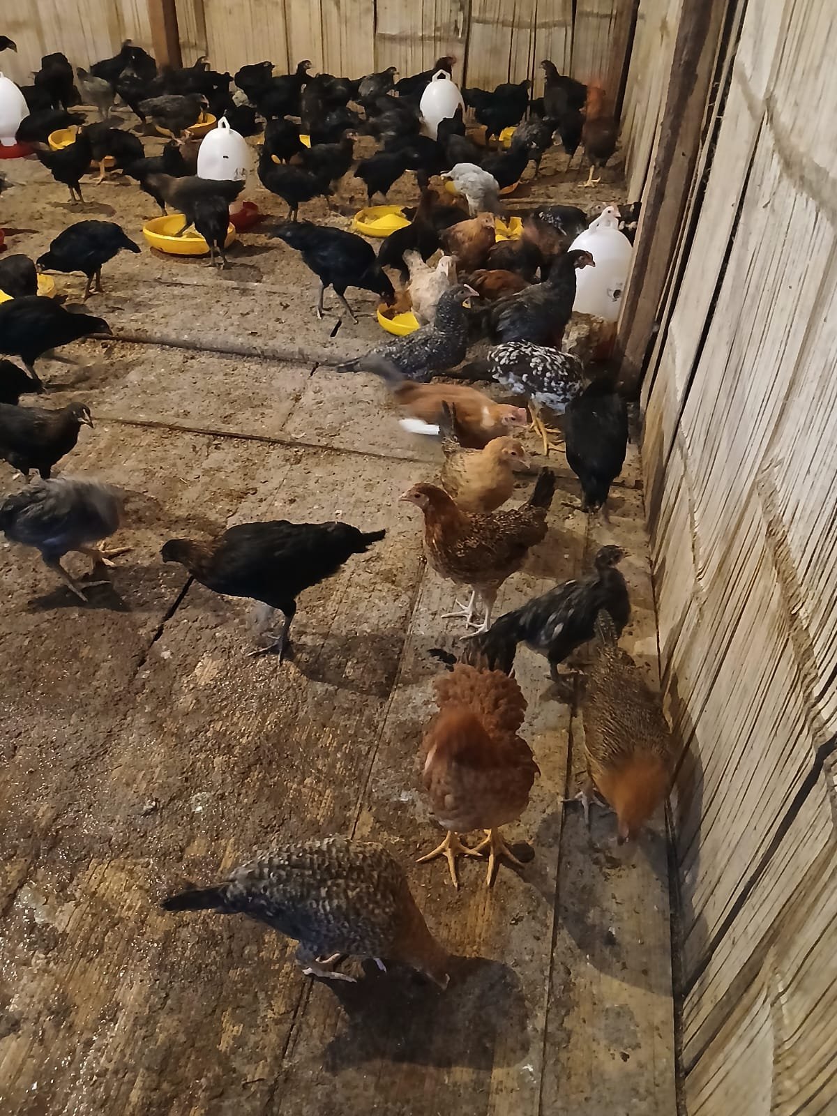 AYAM KUB